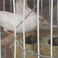 جفت فنچ