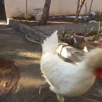 خروس جوان بالغ لهستانی ۲ عدد