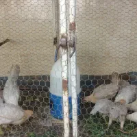 مرغ براکل آلبینو