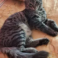 بچه گربه پنج ماهه برای  یک خانواده متعهد و مهربان