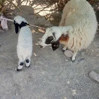 میش بره
