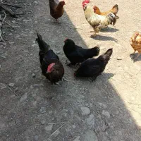 مرغ و خروس مرندی