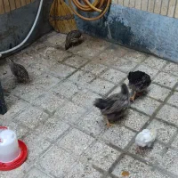 جوجه مرغ و خروس و بلدرچین