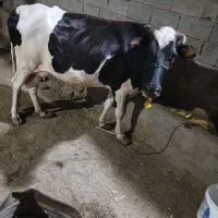گاو خارجی باگوساله نر