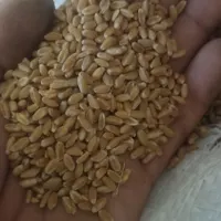 گندم بذزی|اشیا|اهواز, اهواز|دیوار