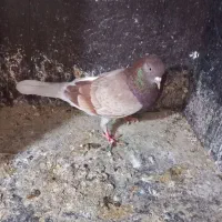 یک جفت جوجه سرخ یک عددماده خال پیس
