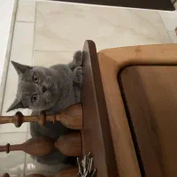 اسکاتیش بلو