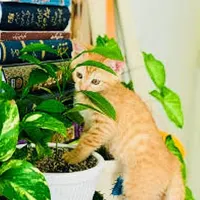 واگذاری گربه فوری