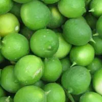 فروش لیموترش