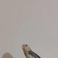 مجسمه کوتوله