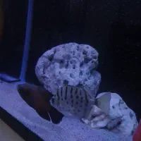 اسکار . بلو اکارا