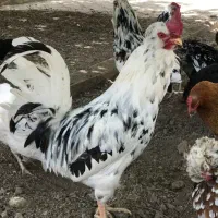 خروس زینتی کاکلی ریشو