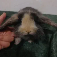 خرگوش لوپ نر بالغ