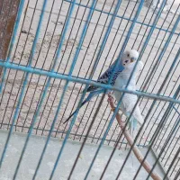 مرغ عشق