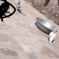 کفتر ساده