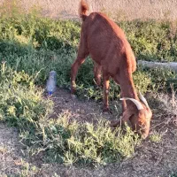 گوسفند بز بره