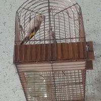 جوجه سهره نر استان فارسی