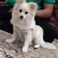 سگ پامر