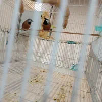 فنچ پارسون نرمال مولد