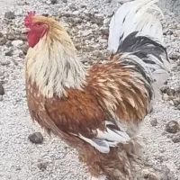 مرغ.خرس برهما