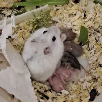 همستر کمپل نر و ماده با ۸ بچه