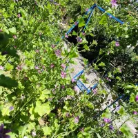 خانه باغ اجاره ای لاله زار