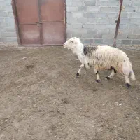 قوچ اصل بروجردی