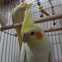 عروس هلندی جفت