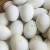 تخم قوغاز نطفه دار وغازنر