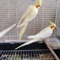 لوتینو نر و ماده آماده تخم