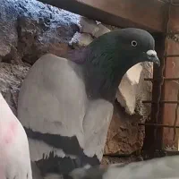 کفتر سبز