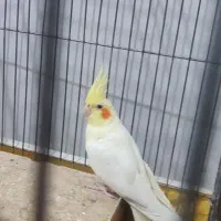 عروس معاوضه با سهره نر