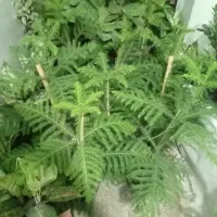 گل کاج و فیکوس ابلغ جدید