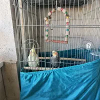 عروس هلندی مولد همراه با سه تا جوجه