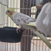 گمشده عروس هلندی آهویی گمشده