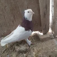 نره طوقی