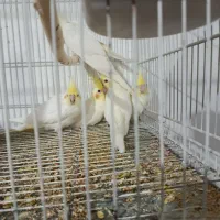 جوجه عروس هلندی و مرغ عشق پروانه ای بالغ