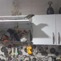 مرغ مینا
