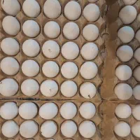 تخم مرغ نوک خورده و ترک دار تازه و سالم
