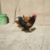 مرغ و خروس محلی