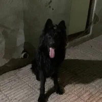 واگذاری سگ ژرمن