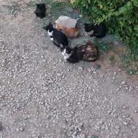 گربه