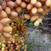 خارک بریمی  درجه یک