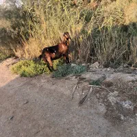 دوعددبزافقانی