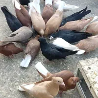کفتر
