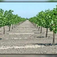کاشت نهال.آبیاری قطره ای
