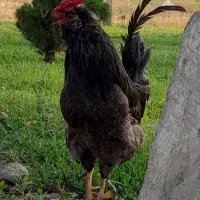 خروس گلین طوسی زغالی