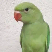 اسکندر کوچک ملنگو