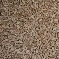 گندم تمیز|خوردنی و آشامیدنی|زبرخان, |دیوار