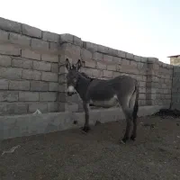 یک راس الاغ ماده